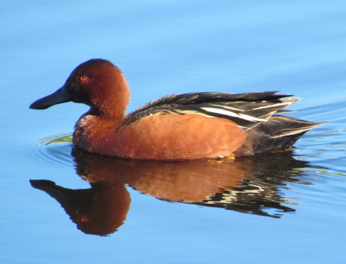 Cinnamon Teal